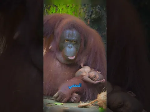 أذكى كائن يعيش فوق الأشجار!... أسرار إنسان الغاب المذهلة! 🦧🌿✨