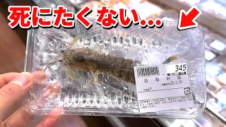 スーパーに売れ残っていた瀕死のシャコを飼育してみると…