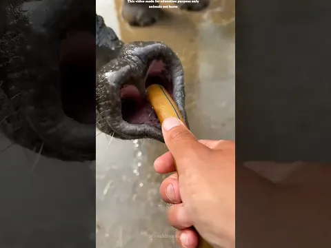 हाथी को पानी पिलाते समय ये गलती मत करना || don't give water to elephant