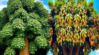 the best technique of planting and propagating mango trees using banana trees.-growing fruits.