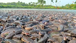 KEGILAAN MAKAN!!  Ikan Lele Liar Berpesta Dengan Biji-Bijian Pelet!! Hungry Wild Catfish!!