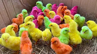 Catch Cute Chickens, Colorful Chickens, Rabbits, Cats, Swans,Ducks, Betta Fish, Turtle, Cute Animals