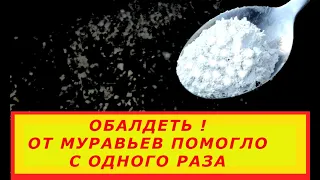 ОБАЛДЕТЬ, С ПЕРВОГО РАЗА МУРАВЬИ ИСЧЕЗЛИ   СУПЕР СПОСОБ