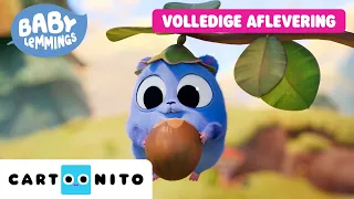 Hi-ha-hazelnoot 🌰✨ (Volledige Aflevering)  | Baby Lemmings | @CartoonitoNL