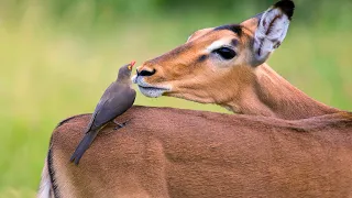 Oxpeckers: The Natural Pest Controller | Oxpeckers Role in the Animal Kingdom