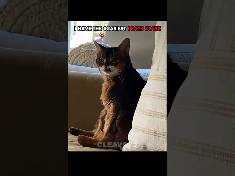 Animals death stare 💀