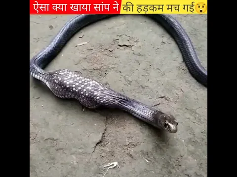सांप ने खाया कुछ हैरान कर देने वाला 😱🐍🐍 Pt-8 #shorts #snake @MurliwaleHausla