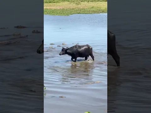 Most Incredible Animal Moments | Ep 15 #hindi #animals #wildliferescue