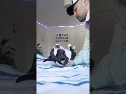 Dogs can land on their feet too.. Not