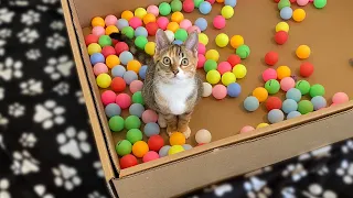Two Kittens and 100 Balls in a Ball Pit!