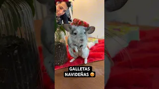 No te aburres solo con ella… PUES: 😍🤣 #chinchilla #animalestiernos #mascotas #navidad