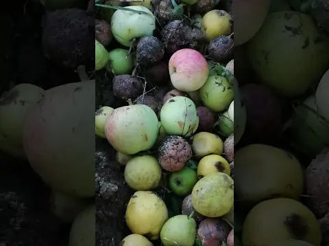Яблоки и груши закапываю)) #дача #love #сад #nature