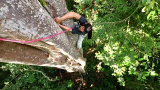 I Climbed the Giant Trees of Costa Rica!