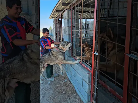 خلاف بين روك والكلب الكردي العملاق ( سكار ) ؟؟🔥🤯