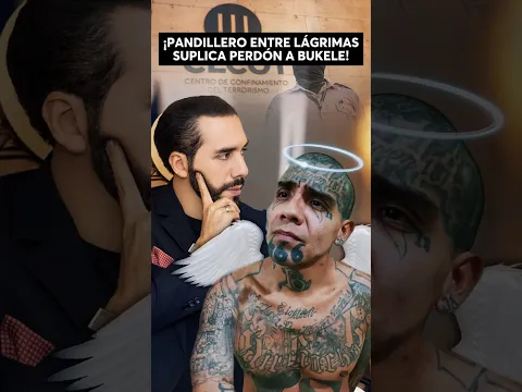 ¡Impactante! Pandillero entre lágrimas suplica perdón a Nayib Bukele