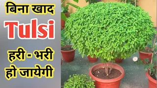 बिना खाद तुलसी हरी - भरी घनी हो जायेगी | How To Take Care Of Tulsi Plant | Home Garden