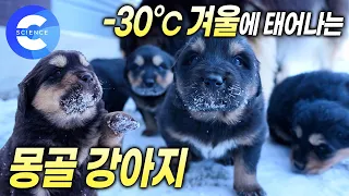 '방카르'는 왜 겨울에 새끼를 낳을까? | 몽골 유목민이 반려견과 이별하는 방법 | 방카르의 특별한 장례식 | 더도그
