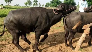 बाहुबली भैंसा बफैलो मेटिंग | लेटेस्ट राजस्थानी बफेलो भैंसा मेटिंग