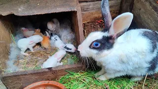 Cute baby bunnies are drinking milk