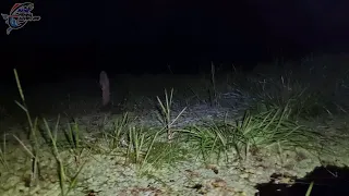 PERBURUAN IKAN TERPAKSA DIHENTIKAN KARENA ULAT PENOMBAK TERKENA SERANGAN 😂😁😂 #371