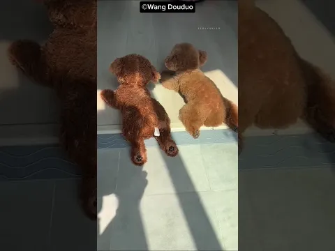 الكلب استخبى بذكاء... لكن حركة واحدة كشفت مكانه! 😱