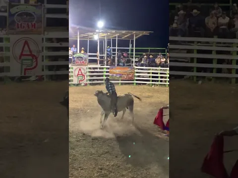 Torazo / Moroceli, El Paraiso 🔥 #viral #viralshorts #tiktok #jaripeo #fypシ #2023 #ganaderias
