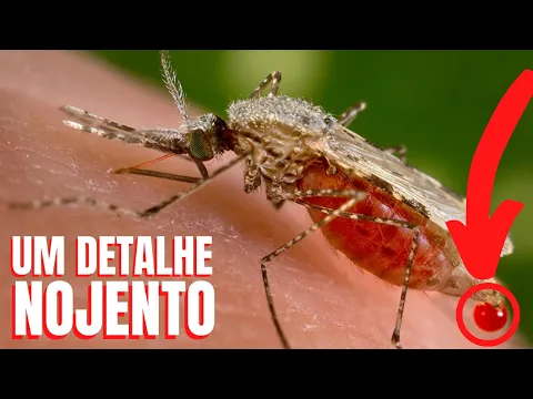 PICADA DE MOSQUITO NÃO É O QUE VC PENSA