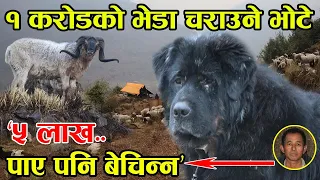 जंगलमा ६ सय भेडा चराउन भोटे कुकुर ! गोठालो भन्छन् ‘५ लाख दिए पनि बेच्दिन’ │Nepal Chitra