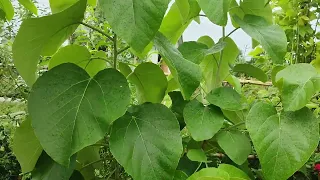 असली दहिमन की पहचान 🌿 | Dahiman Plant Pehchan & Fayde #Ayurveda