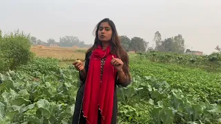 Aaj ham gaye apne khet pe ghumane || aur hamare khet par ka phasal #viralvideo #ytshorts