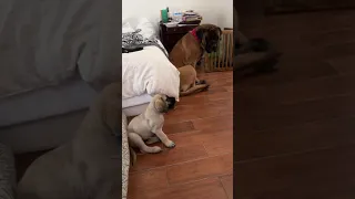 My GIANT dog meets our new Puppy!! #dog #dogs #cutedog