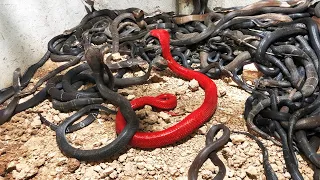 22 Rarest Snake in the world