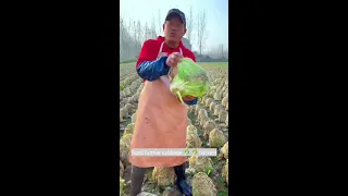 Some amazing farming activities of rural farmers