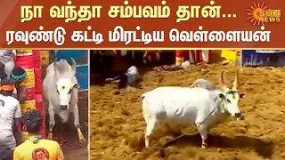 நா வந்தா சம்பவம் தான்..பதுங்கியிருந்து ரவுண்டு கட்டி மிரட்டிய முரட்டுக்காளை |#AlanganallurJallikattu