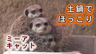 土鍋でほっこり　寒い日は土鍋が一番！／森きららのミーアキャット