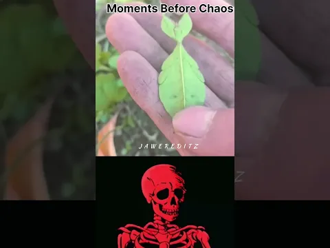 #shortsfeed