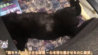 「猫ちゃんの安らかな昼寝 – 心を落ち着かせるのに最適」56