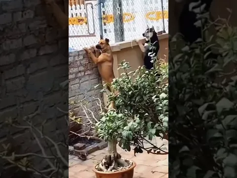 Best Funny Animal Videos Of The 2021-2022  try not to laugh 🤣 🤣 #shorts #animals #cat #dog #funny
