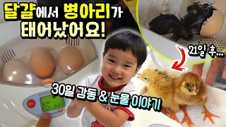 부하기로 병아리가 진짜 태어났어요! 30일 감동과 눈물 이야기 ㅠㅠ 흔한 가족 일상 아이랑 병아리 닭 키우기 | 말이야와친구들