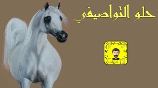 شيلة : حلو التواصيفي - سعد محسن ( حصرياً ) 2024