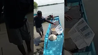 Perjalanan mencari kerang bulan #trending #viralvideo 