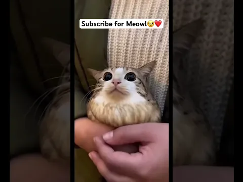 Meowl is sooo cute 🥰 #viral #cat #cute