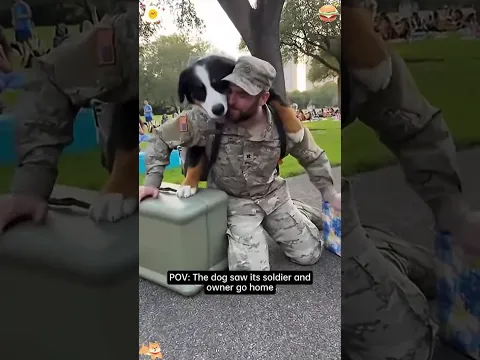 He served his country  His dog waited for him 🐶❤️#fyp #foryou #funny #love #dog