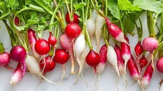 Descubre los Tipos de Rabaneto y Sus Increíbles Beneficios para Tu Salud