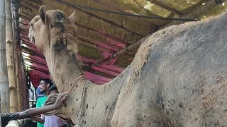 গাবতলি ঊটের দাম কতো?