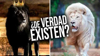 7 Especies de LEONES que NO CREERÁS que existen