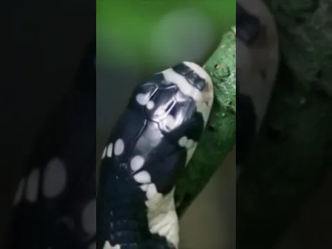 Солдат просто подкармливал змей и они спасли его 😱 #shorts
