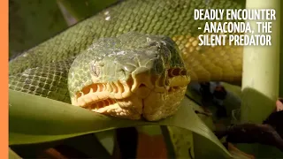 Deadly Encounter - Anaconda, the Silent Predator | Full Documentary