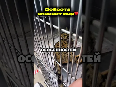 Доброта делает мир лучше