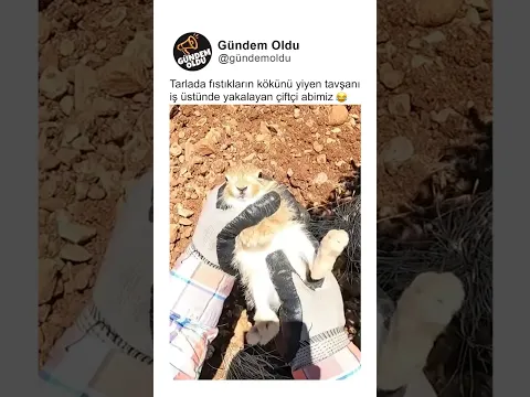 Tarlada fıstıkların kökünü yiyen tavşanı iş üstünde yakalayan çiftçi abimiz 😂